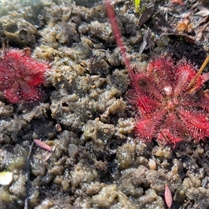 Drosera sp. at Bulee, NSW - Today by HelenCross