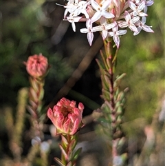 Unverified Other Wildflower or Herb at Bulee, NSW - Yesterday by HelenCross