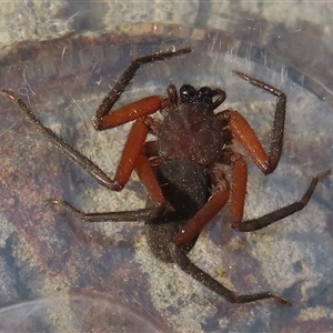 Hemicloea sp. (genus) at Narrabundah, ACT - Today by RobParnell