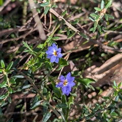 Dampiera stricta (Blue Dampiera) at Bulee, NSW - Yesterday by HelenCross