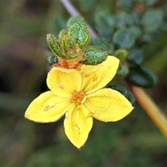 Unverified Other Shrub at Bulee, NSW - Yesterday by HelenCross