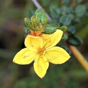 Unverified Other Shrub at Bulee, NSW - Today by HelenCross
