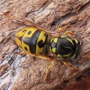 Vespula germanica at Narrabundah, ACT - Today by RobParnell