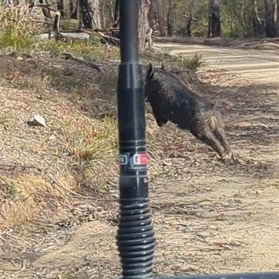 Sus scrofa (Feral Pig) at Bulee, NSW - Yesterday by HelenCross