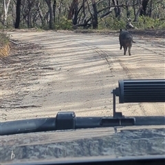 Sus scrofa at Bulee, NSW - 2 Jun 2025 01:06 PM