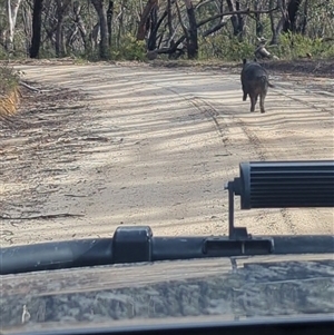 Sus scrofa at Bulee, NSW - 2 Jun 2025 01:06 PM