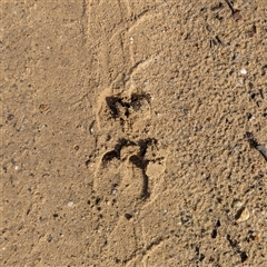 Sus scrofa at Bulee, NSW - 2 Jun 2025 01:06 PM