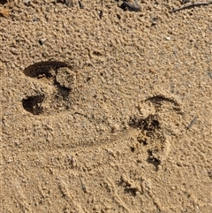 Sus scrofa at Bulee, NSW - 2 Jun 2025 01:06 PM