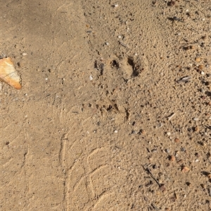 Sus scrofa at Bulee, NSW - 2 Jun 2025 01:06 PM
