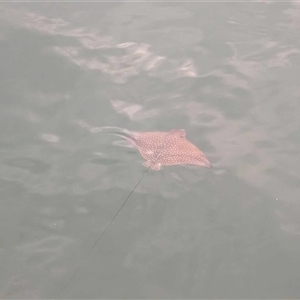 Unverified Shark / Ray at Port Douglas, QLD - Today by mroseby