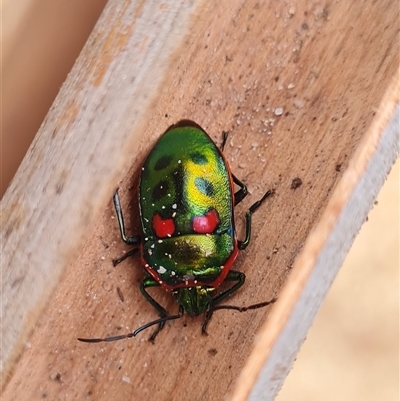 Scutiphora pedicellata (Metallic Jewel Bug) at Kambah, ACT - Yesterday by WalkYonder