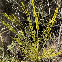 Exocarpos cupressiformis at Kambah, ACT - 1 Jun 2025 by Jennybach