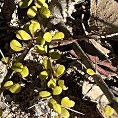 Bursaria spinosa (Native Blackthorn, Sweet Bursaria) at Kambah, ACT - 1 Jun 2025 by Jennybach