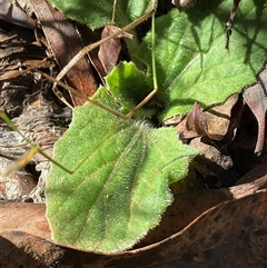 Cymbonotus sp. (preissianus or lawsonianus) (Bears Ears) at Kambah, ACT - 1 Jun 2025 by Jennybach