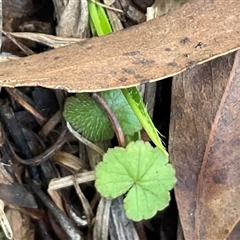 Hydrocotyle laxiflora at Kambah, ACT - 1 Jun 2025 by Jennybach