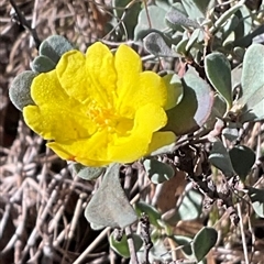Hibbertia obtusifolia (Grey Guinea-flower) at Kambah, ACT - 1 Jun 2025 by Jennybach