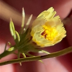 Tolpis barbata (Yellow Hawkweed) at Kambah, ACT - 1 Jun 2025 by Jennybach