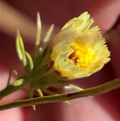 Tolpis barbata (Yellow Hawkweed) at Kambah, ACT - 1 Jun 2025 by Jennybach