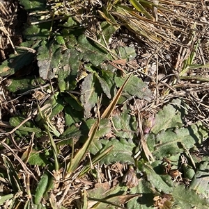 Solenogyne dominii at Paddys River, ACT - 1 Jun 2025 by Jennybach