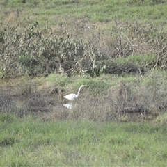 Ardea alba (Great Egret) at Barringella, NSW - Today by plants
