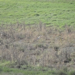 Ardea pacifica (White-necked Heron) at Barringella, NSW - Today by plants