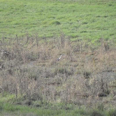 Ardea pacifica (White-necked Heron) at Barringella, NSW - Today by plants