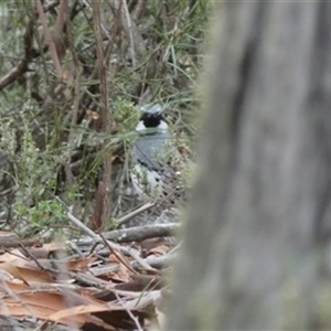 Cinclosoma punctatum at Ballyroe, NSW - suppressed