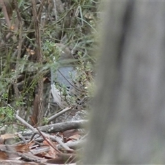 Cinclosoma punctatum at Ballyroe, NSW - suppressed