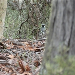 Cinclosoma punctatum at Ballyroe, NSW - suppressed