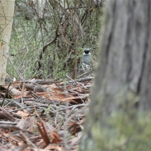 Cinclosoma punctatum at Ballyroe, NSW - suppressed