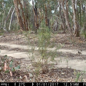 Cinclosoma punctatum at Ballyroe, NSW - suppressed