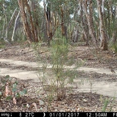 Cinclosoma punctatum at Ballyroe, NSW - suppressed