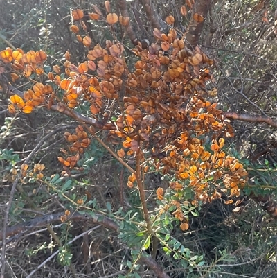 Bursaria spinosa subsp. lasiophylla (Australian Blackthorn) at Kambah, ACT - 1 Jun 2025 by Jennybach