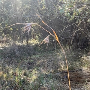 Themeda triandra at Kambah, ACT - 1 Jun 2025 by Jennybach