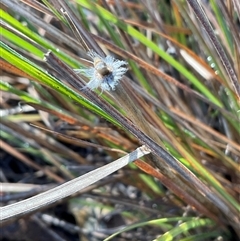 Lomandra longifolia at Kambah, ACT - 1 Jun 2025 by Jennybach
