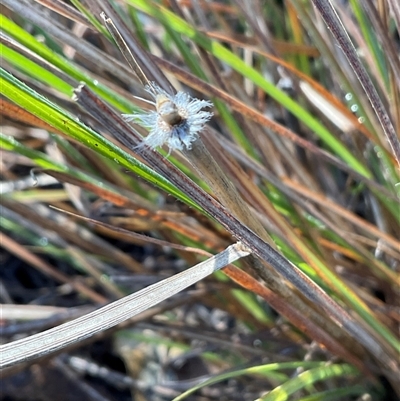 Lomandra longifolia at Kambah, ACT - 1 Jun 2025 by Jennybach
