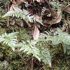 Davallia solida var. pyxidata (Hare's Foot Fern) at Yerriyong, NSW - 2 Jun 2025 by plants