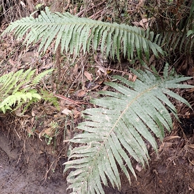 Blechnum cartilagineum (Gristle Fern) at Yerriyong, NSW - Yesterday by plants