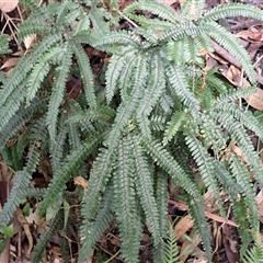 Adiantum hispidulum var. hispidulum (Rough Maidenhair) at Yerriyong, NSW - Yesterday by plants