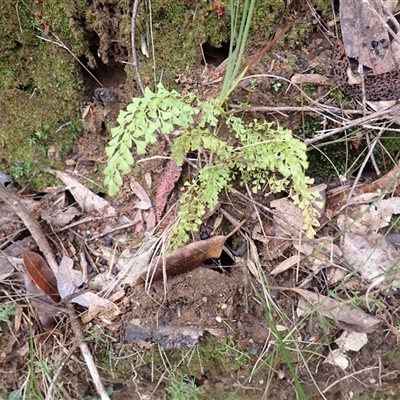 Lindsaea microphylla (Lacy Wedge-fern) at Yerriyong, NSW - 2 Jun 2025 by plants