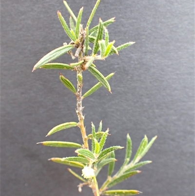 Acacia bynoeana (Bynoe's Wattle) at Barringella, NSW - 2 Jun 2025 by plants