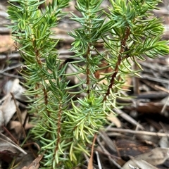 Unverified Plant at Fraser, ACT - 2 Jun 2025 by R0ger