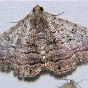 Diatenes igneipicta at Saint George, QLD - 2 Nov 2009 by PJH123