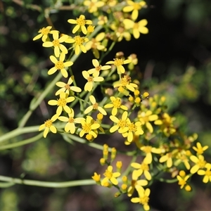Senecio linearifolius at Booth, ACT - 28 Jan 2024 by RAllen