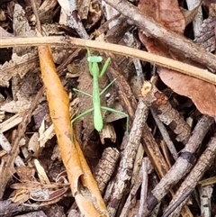 Pseudomantis albofimbriata by MazzV