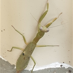 Orthodera ministralis by MazzV