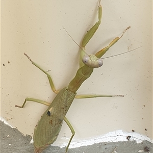 Orthodera ministralis by MazzV