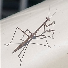 Pseudomantis albofimbriata by MazzV