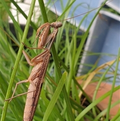 Pseudomantis albofimbriata by MazzV