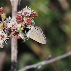 Nacaduba biocellata at Booth, ACT - 28 Jan 2024 by RAllen